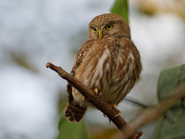 Braziliaanse dwerguil (Glaucidium brasilianum)